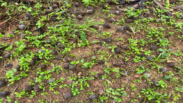 ಅಡಿಕೆ ಬೆಳೆ ಕಳೆದುಕೊಂಡ ಕೃಷಿಕನ ಅಳಲು