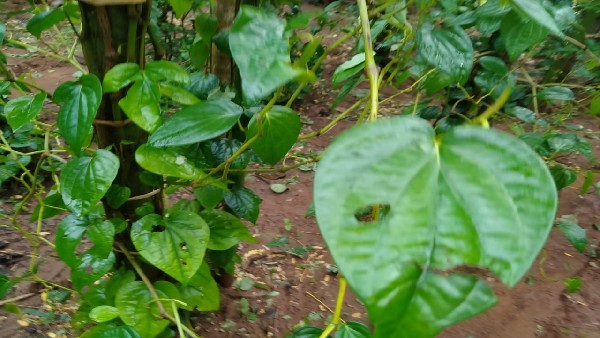 ದಿಢೀರ್ ವೀಳ್ಯದೆಲೆ ಬೆಲೆ ಕುಸಿತ ದಿಢೀರ್ ವೀಳ್ಯದೆಲೆ ಬೆಲೆ ಕುಸಿತ