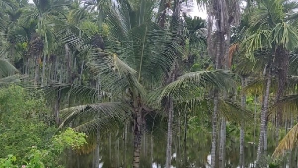  ಲಾಭವಿಲ್ಲದೇ ಅಡಿಕೆ ಬೆಳೆಗಾರರು ತತ್ತರ 
