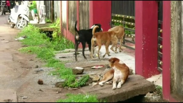  ಪ್ರಾಣಿಪ್ರಿಯರ ಅಭಿಪ್ರಾಯಗಳು ಏನು? 