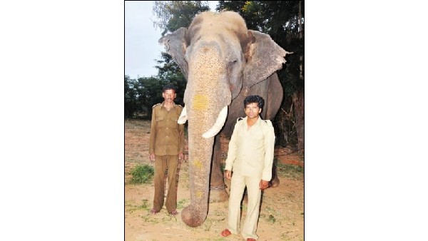  ಅಂಬಾರಿ ಹೊತ್ತು ಜಂಬೂಸವಾರಿ ಮುನ್ನಡೆಸುವ ಅಭಿಮನ್ಯು