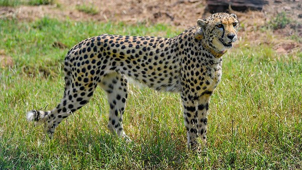 ನವಶಿಲಾಯುಗದ ಗುಹೆ ವರ್ಣಚಿತ್ರಗಳಲ್ಲಿ ಚೀತಾ