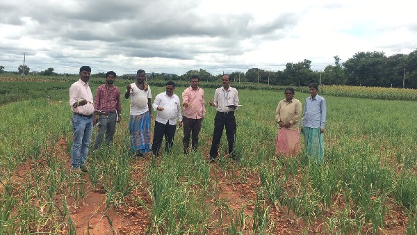 Heavy Rains Tips To Farmers To Protect Onion Crop 