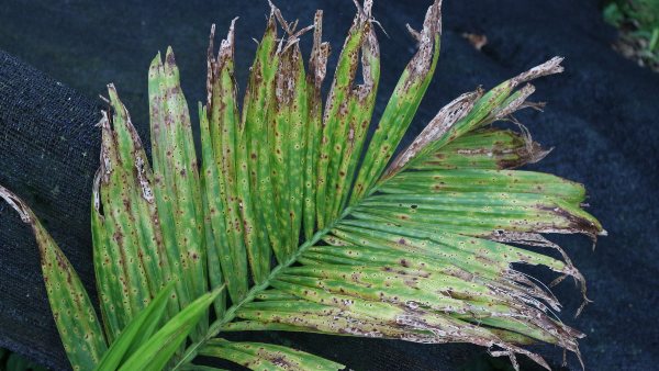 ರಸಗೊಬ್ಬರ, ಕ್ರಿಮಿನಾಶಕಗಳ ಬೆಲೆಯಲ್ಲಿ ಭಾರಿ ವ್ಯತ್ಯಾಸ ರಸಗೊಬ್ಬರ, ಕ್ರಿಮಿನಾಶಕಗಳ ಬೆಲೆಯಲ್ಲಿ ಭಾರಿ ವ್ಯತ್ಯಾಸ