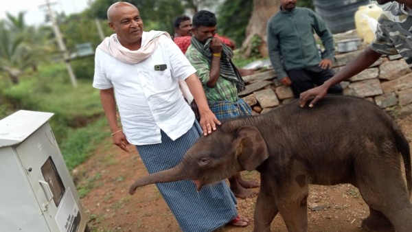 Abandoned Baby Elephant Gets Shelter by Kondanagundi villagers