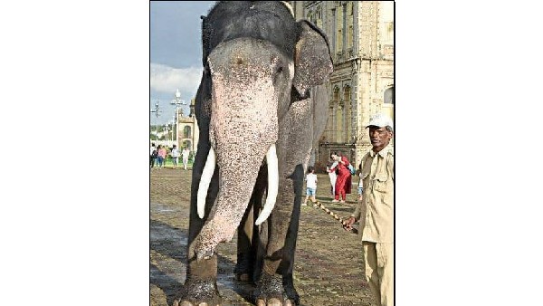  ಭವಿಷ್ಯದ ಅಂಬಾರಿ ಆನೆ ಭೀಮ