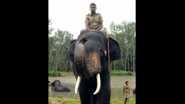  ಪುಂಡಾನೆ ಪಳಗಿಸುವುದರಲ್ಲಿ ಎತ್ತಿದ ಕೈ ಈ ಭೀಮ