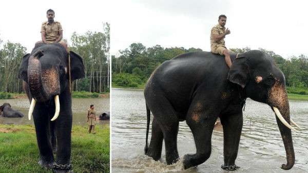  ಅಂಬಾರಿ ಹೊರಲು ಬೇಕಿರುವ ಲಕ್ಷಣ