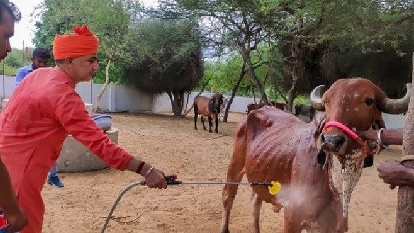 ಮುದ್ದೆ ಚರ್ಮರೋಗ ರಾಷ್ಟ್ರೀಯ ವಿಪತ್ತು 