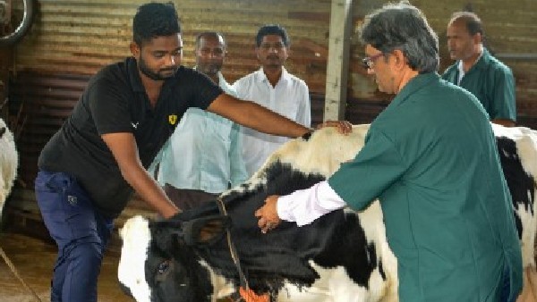 ಹಾಲು ಸಂಗ್ರಹಣೆಯಲ್ಲಿ ಶೇಕಡಾ 15-18 ರಷ್ಟು ಕಡಿಮೆ 