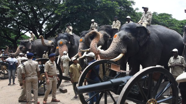  ಭಾರೀ ಶಬ್ದಕ್ಕೆ ಬೆಚ್ಚಿದ ಕುದುರೆ, ಹೊಸ ಆನೆ