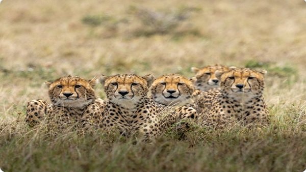 ಚೀತಾ ಸಂರಕ್ಷಿಸುವ ಗುರಿ