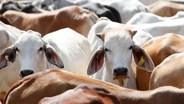 ಪಶು ಕಲ್ಯಾಣ ಮಂಡಳಿ ಸ್ಥಾಪನೆ, ಸಹಾಯವಾಣಿ 