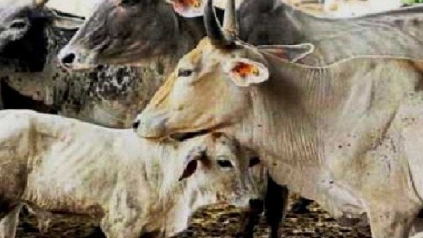 ಮೂರು-ನಾಲ್ಕು ತಿಂಗಳಲ್ಲಿ ಹೊಸ ಲಸಿಕೆ 