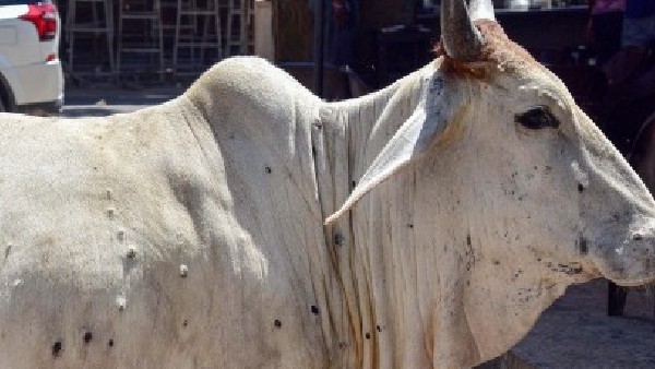 ಶೇಕಡಾ 0.5 ರಷ್ಟು ಪರಿಣಾಮ ಬೀರಿದ ಸೋಂಕು 