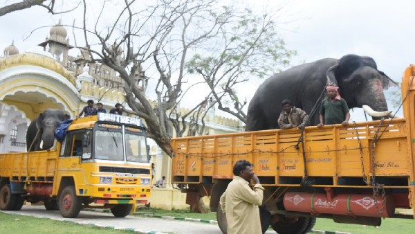 Second Batch of Dasara Elephants Arrive to Mysuru Palace