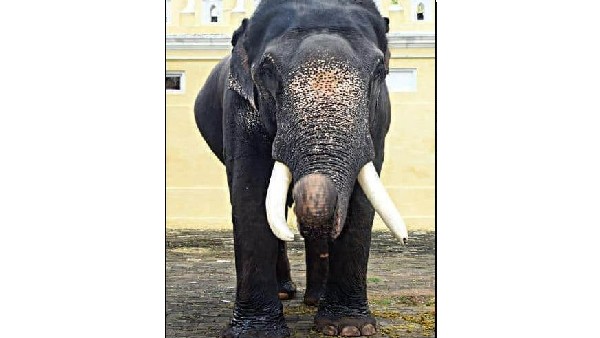  ಪಟ್ಟದ ಆನೆ ಹೊರುತ್ತಿರುವ ಧನಂಜಯ