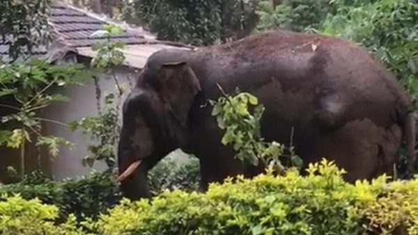 Wild Elephant Attack in Hassan; Farmers Crops Destroyed