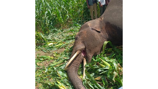 2 Wild Elephants Die From Electric Fence Shock at Channahalli Near Ayanuru 