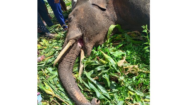 2 Wild Elephants Die From Electric Fence Shock at Channahalli Near Ayanuru 