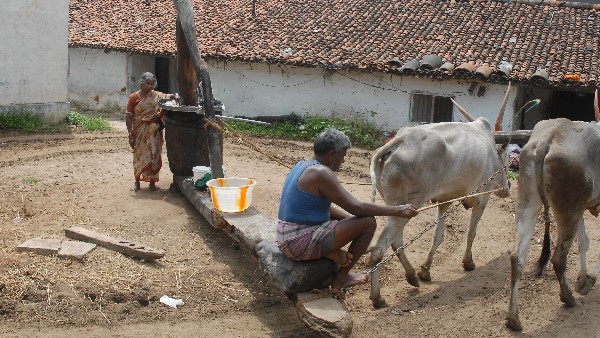  ವಲಸಿಗರಿಂದ ಗಾಣ ನಿರ್ಮಾಣ 