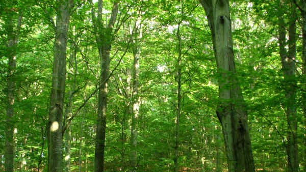 10,000 acre worlds largest safari park is located in India, Do you know where it is?