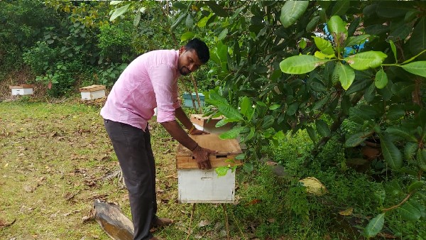 ವರ್ಷಕ್ಕೆ 20,000 ಕೆ. ಜಿ. ಜೇನು ತುಪ್ಪ,450 ಕೆ. ಜಿ. ಮೇಣ ಸಂಗ್ರಹ 