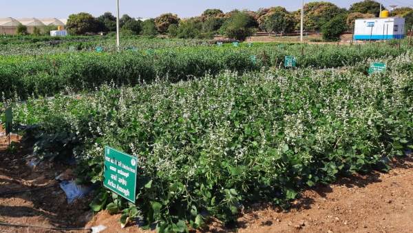 The top 1st for Indian Institute of Horticultural Research in ICAR ranking