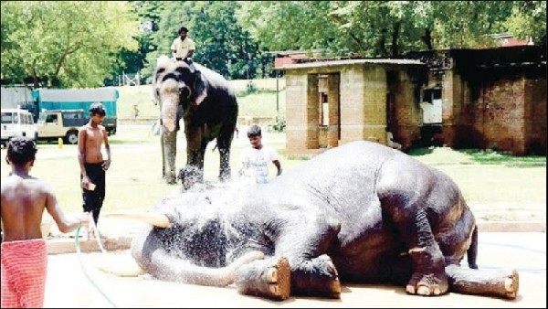  ಆನೆಗಳ ಸಂಪೂರ್ಣ ಜವಾಬ್ದಾರಿ 