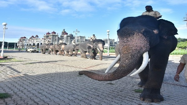  ಮಾವುತರು-ಕಾವಾಡಿಗಳೊಂದಿಗೆ ಆನೆಗಳ ಒಡನಾಟ