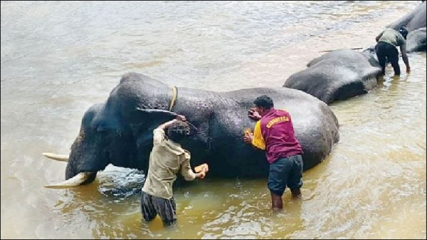 ಜಂಬೂಸವಾರಿಯಲ್ಲಿ 13 ಆನೆಗಳು ಭಾಗಿ