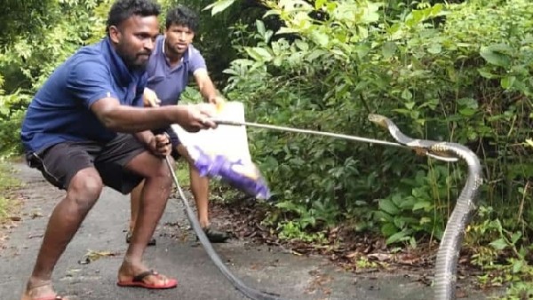 King cobra failed in trying to swallow tropical lizard in Sirsi 
