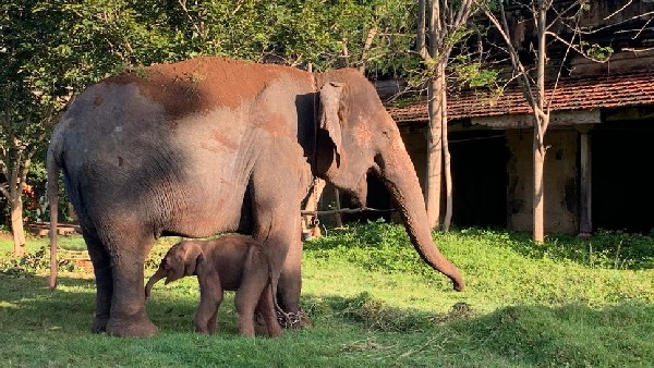 Dasara Elephant Lakshmis calf named as Sridattatreya by Pramoda Devi wadiyar 