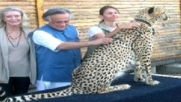 ಕಾಂಗ್ರೆಸ್ ಅವಧಿಯಲ್ಲಿ ಪ್ರಾಜೆಕ್ಟ್ ಚೀತಾ ಪ್ರಾರಂಭ