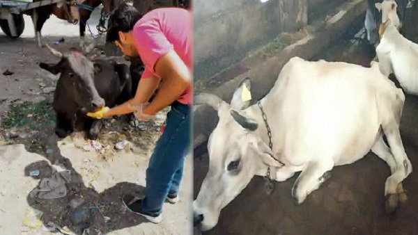 ಇದುವರೆಗೆ 57,000 ಜಾನುವಾರುಗಳ ಬಲಿ 