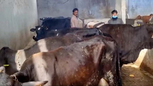 ಜಾನುವಾರು ಸಾಕಾಣೆದಾರರಿಗೆ ಪರಿಹಾರ 