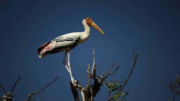  ಪಕ್ಷಿಗಳ ಸಂತಾನೋತ್ಪತ್ತಿಯಲ್ಲಿ ಏರಿಳಿತ 