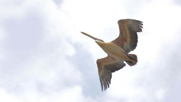  ಬರುತ್ತಿರುವ ಪಕ್ಷಿಗಳ ಸಂಖ್ಯೆಯಲ್ಲಿ ಶೇ.10ರಷ್ಟು ಕ್ಷೀಣ 