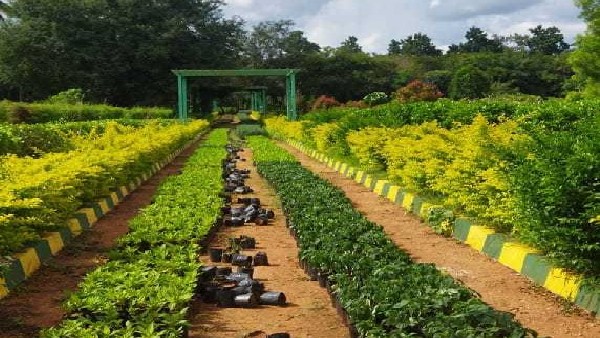  ಅಳಿವಿನಂಚಿನಲ್ಲಿರುವ ಗಿಡಗಳ ರಕ್ಷಣೆ 