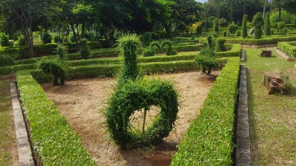 25ಕ್ಕೂ ಹೆಚ್ಚು ಜಾತಿಯ ಫಿಕಸ್ ಮರ 
