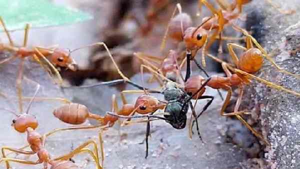 100 ಕುಟುಂಬಗಳು ವಾಸಿಸುವ ಗ್ರಾಮ 100 ಕುಟುಂಬಗಳು ವಾಸಿಸುವ ಗ್ರಾಮ