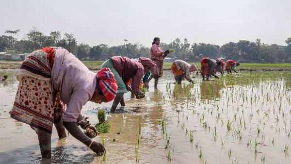 Tungabhadra left bank canal water stopped; Farmers paniked Tungabhadra left bank canal water stopped; Farmers paniked