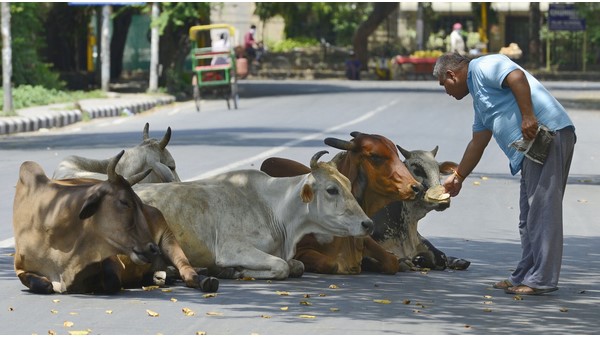 ಗೋಶಾಲೆಯಿಂದ ಬೀದಿಗೆ ಬಂದ ಹಸುಗಳು 