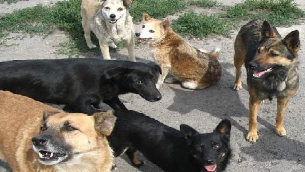 ಕ್ರೂರ ನಾಯಿ ಕೊಲ್ಲಲು ಒಪ್ಪಿಗೆ ಕೋರಿ ಸುಪ್ರೀಂ ಕೋರ್ಟ್‌ಗೆ ಮನವಿ