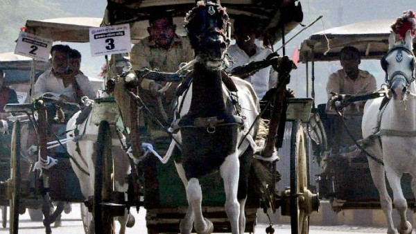 ರಾಜವೈಭವದ ಸಂಕೇತ ರಾಜವೈಭವದ ಸಂಕೇತ