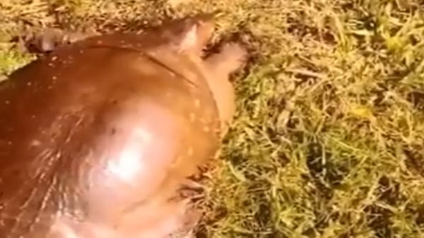 ಆಮೆಯ ಓಟ ನೋಡಿ 