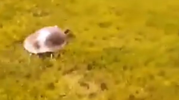 ಆಮೆ ನಿಧಾನ ಅನ್ನೋರು ಈ ವಿಡಿಯೋ ನೋಡಿ 