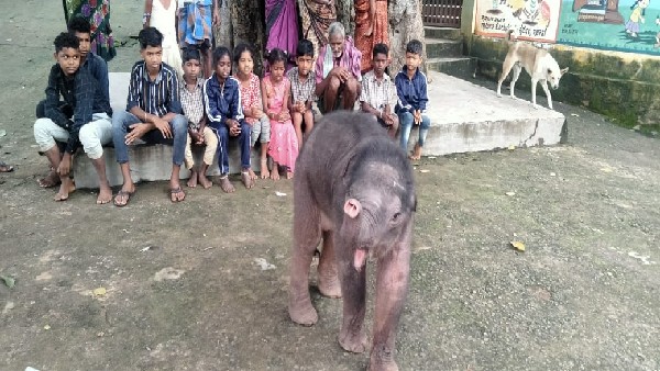 baby elephant played with Puranipodi school children; video viral 