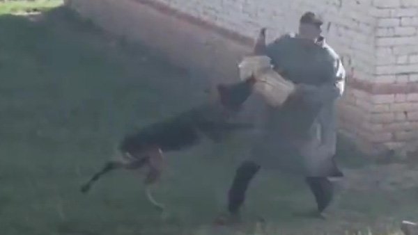 Army dog Zoom: Army assault dog Zoom, injured during J&K encounter, dies 