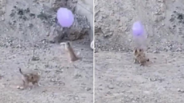 Small dog Rides on Chicken: Cats Play With Balloons- Heart Stealing Videos Small dog Rides on Chicken: Cats Play With Balloons- Heart Stealing Videos